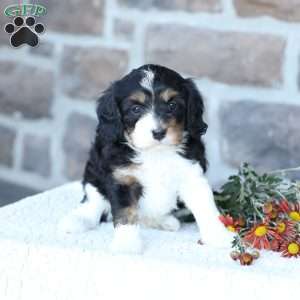 Saylor, Cavapoo Puppy